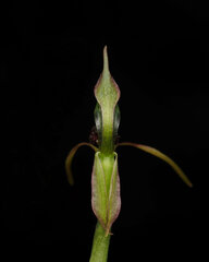 Chiloglottis diphylla