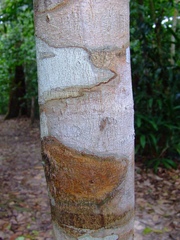 Tachigali paniculata