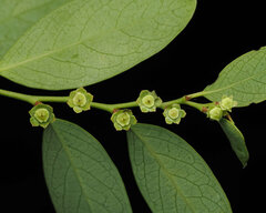 Breynia oblongifolia