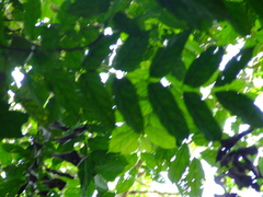 Tachigali paniculata