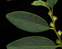 Breynia oblongifolia