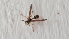 Mischocyttarus basimacula