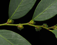 Breynia oblongifolia