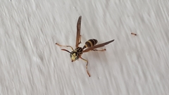 Mischocyttarus basimacula