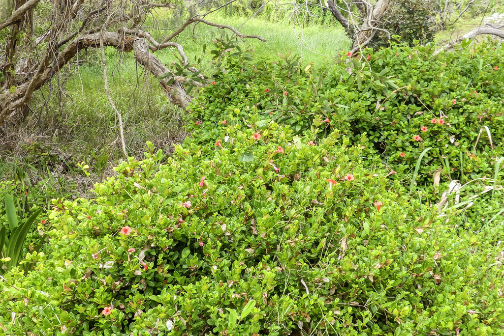 Coral Creeper from Eurong QLD 4581, Australia on February 21, 2023 at