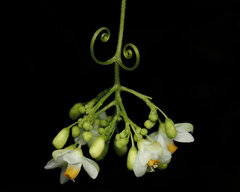 Cardiospermum halicacabum halicacabum