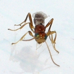 Euphorinae