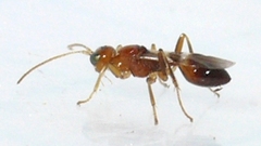Euphorinae