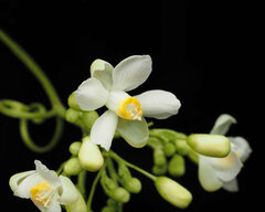 Cardiospermum halicacabum halicacabum