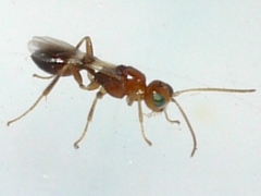 Euphorinae