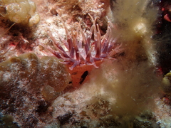 Bunodactis altifossa