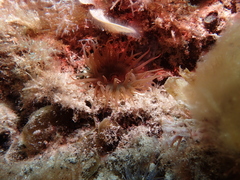 Isanemonia australis