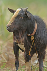 Capra hircus