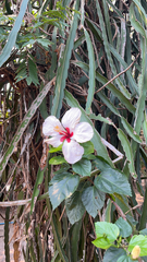 Hibiscus rosa-sinensis