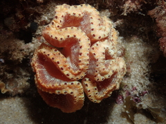Sycozoa