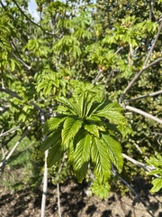 Aesculus californica