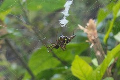 Micrathena sexspinosa