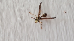 Mischocyttarus basimacula