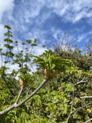 Aesculus californica