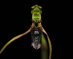 Chiloglottis diphylla