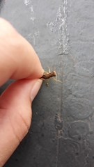 Pseudoxya diminuta