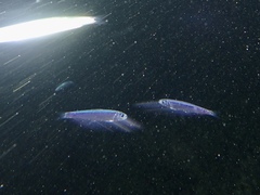 Atheriniformes