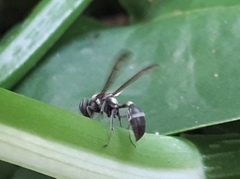 Polybia plebeja