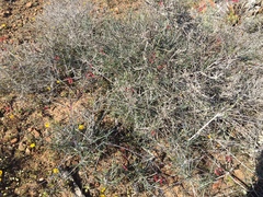 Gambelia juncea