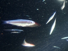Atheriniformes