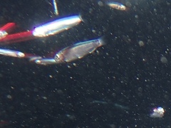 Atheriniformes
