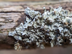 Imshaugia placorodia