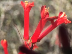 Gambelia juncea