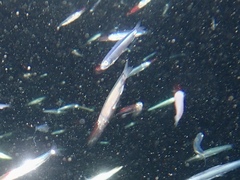 Atheriniformes