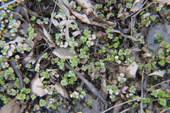 Lysimachia nummularia