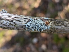Imshaugia placorodia