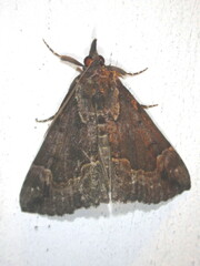 Hypena palparia