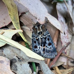 Proteuxoa sanguinipuncta