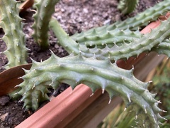 Huernia