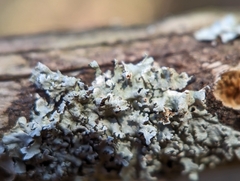 Imshaugia placorodia
