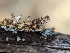 Imshaugia placorodia