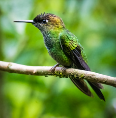 Heliodoxa leadbeateri