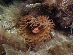 Phlyctenactis tuberculosa