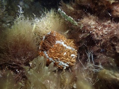 Phlyctenactis tuberculosa