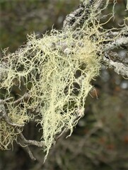 Usnea subfloridana