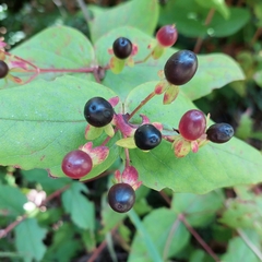 Hypericum androsaemum