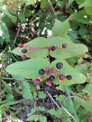 Hypericum androsaemum