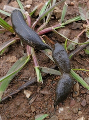 Otospermophilus beecheyi