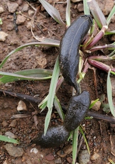 Otospermophilus beecheyi
