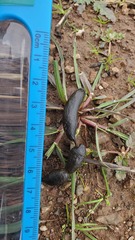 Otospermophilus beecheyi