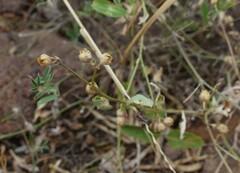 Corbichonia decumbens